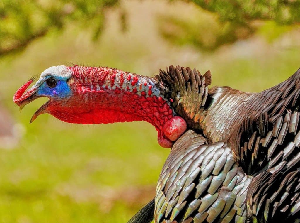 national-wild-turkey-federation-sudduth-realty